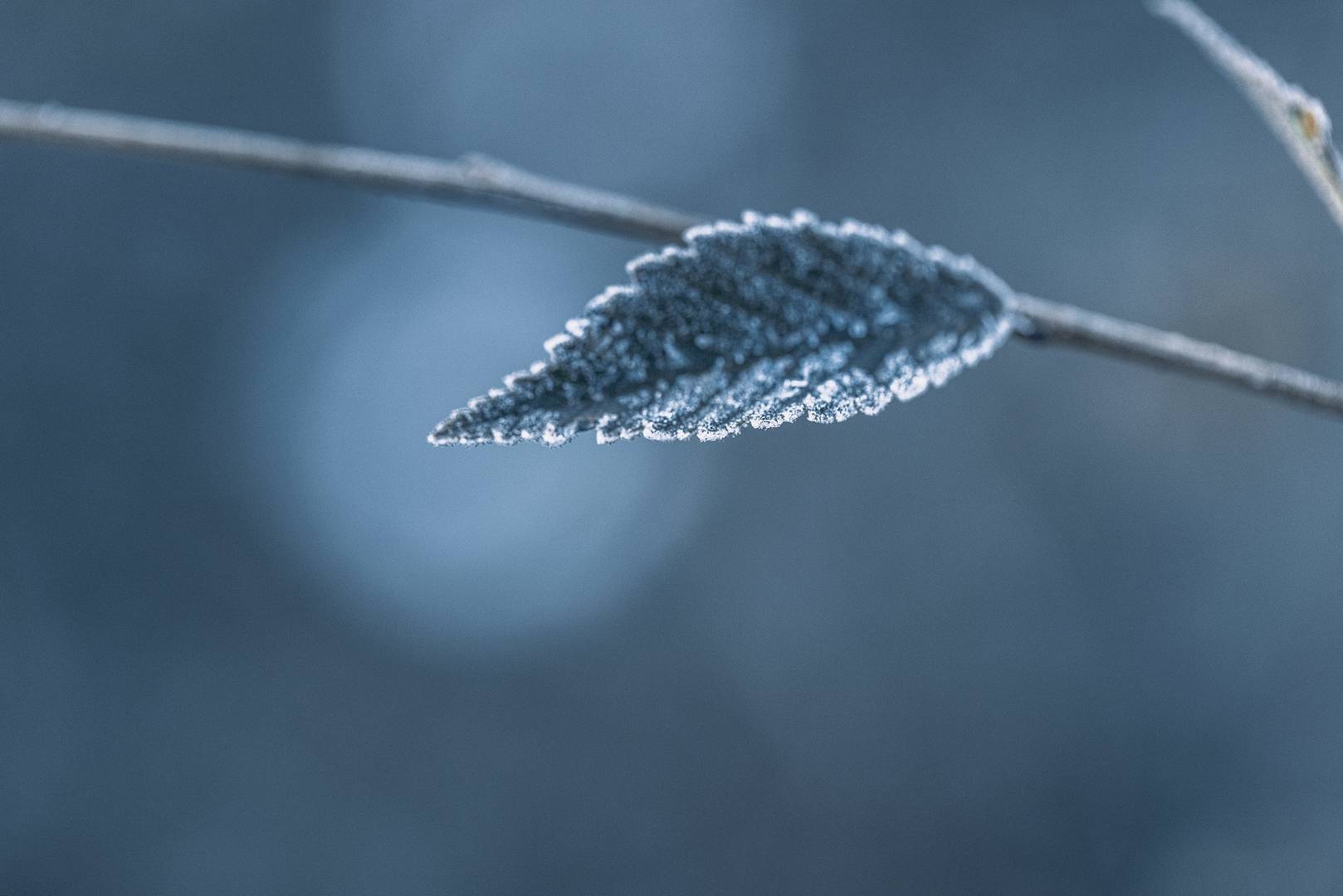 低場核磁共振T1/T2弛豫時間與成像技術在耐寒性植物中的研究